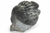 Bumpy Drotops Trilobites With Fantastic Preparation - Mrakib #174896-2